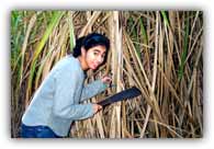 Neda peers through the sugarcane