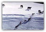 Caribou migrating - Courtesy of The Wilderness Society