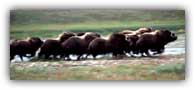 Small herd of Musk Ox - Courtesy of The Wilderness Society