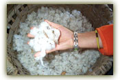 A lot of cotton-pickin' hands would be needed to remove all these seeds!