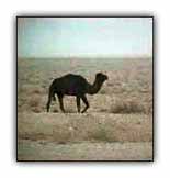 A camel roams Iran
