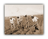 Braceros were overwhelmingly young males.