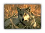  Early settlers nearly pushed the gray wolf into extinction 